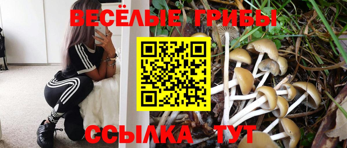 Псилоцибиновые грибы Cubensis Аша